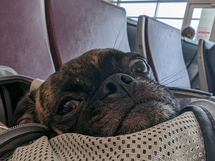 Beckham waiting for a flight at Pearson Intntl in Toronto Canada