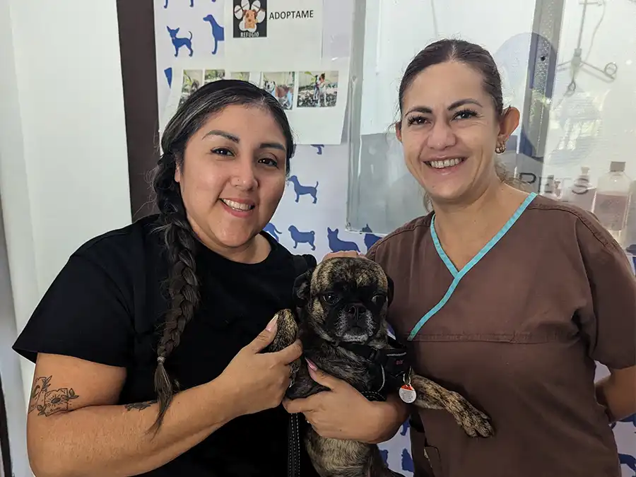 beckham at the vet playa del carmen beckham at the vet in playa del carmen mexico