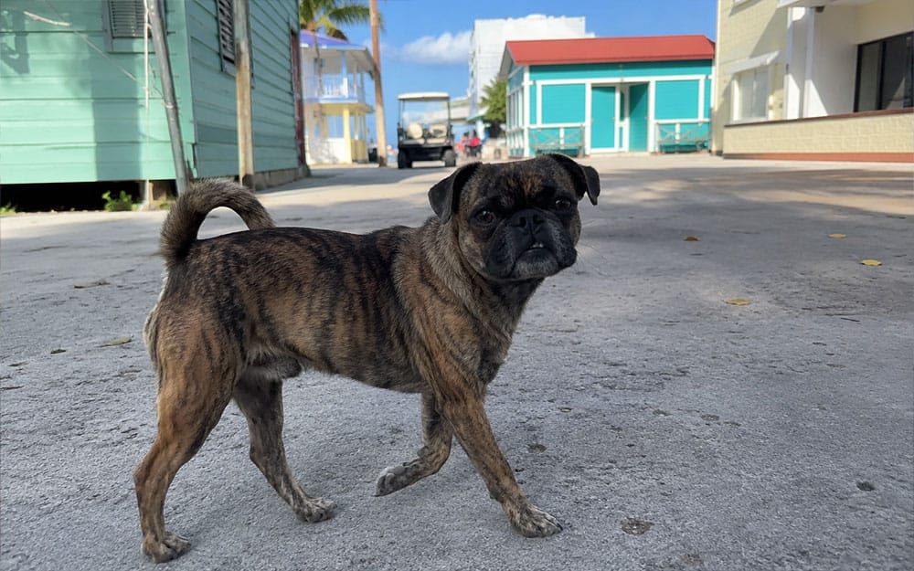 Picture of Beckham the brindle pug walking down a colorful street in Belize