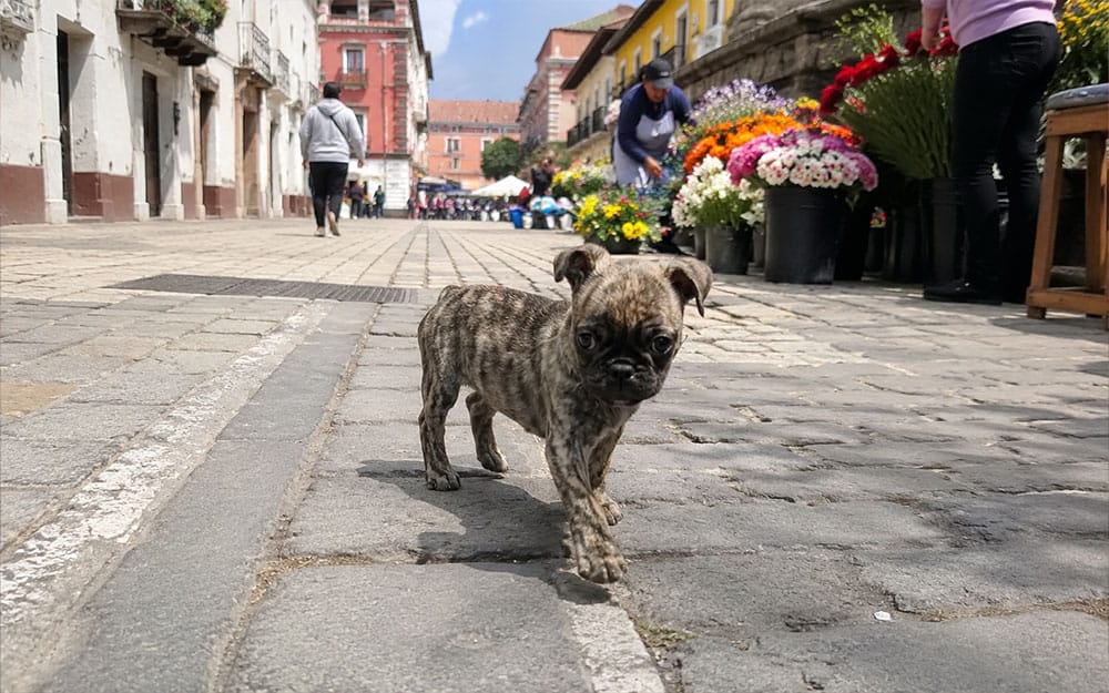 beckham the brindle pug walking down the street in Quinto Ecuador