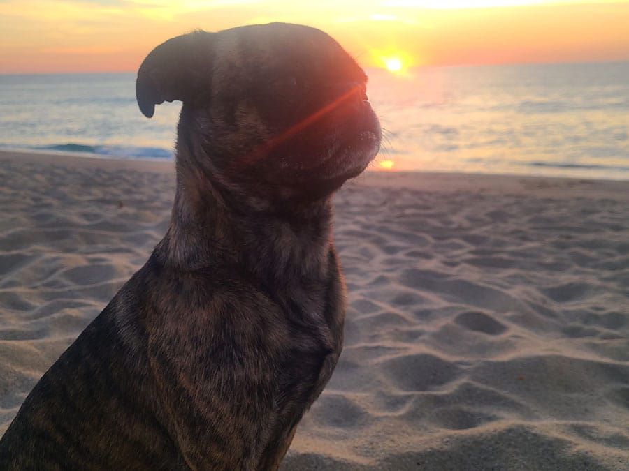 beckham-in-la-fortuna Beckham enjoying La Fortuna's sunset