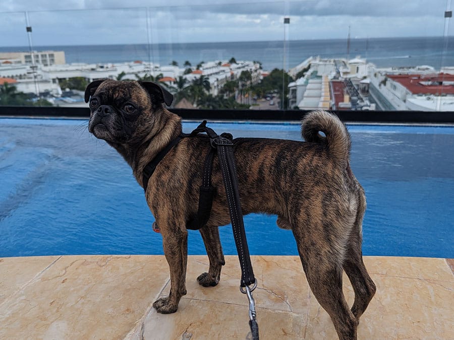 beckham-in-playa-del-carmen Beckham in Playa Del Carmen