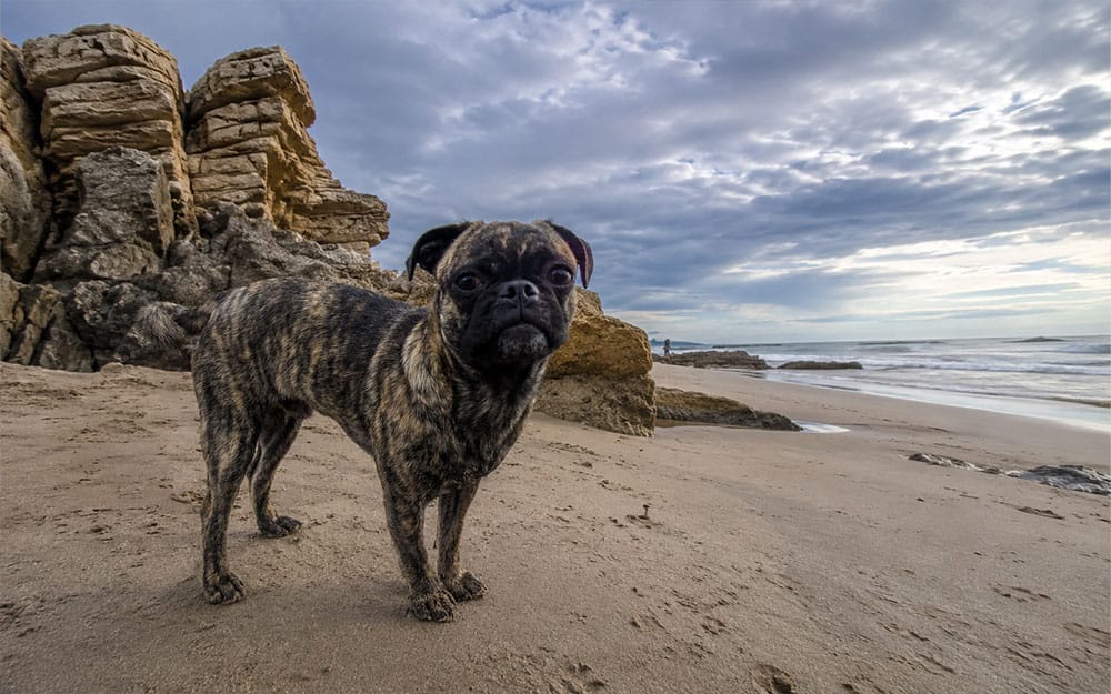 Picture of a golden brindle pug on the beach in Uruguay