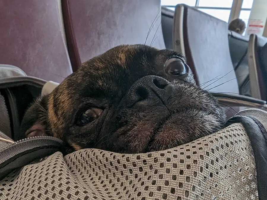 Beckham waiting to board the plane