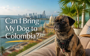 Beckham sitting on a deck overlooking the ocean in Cartegena Colombia