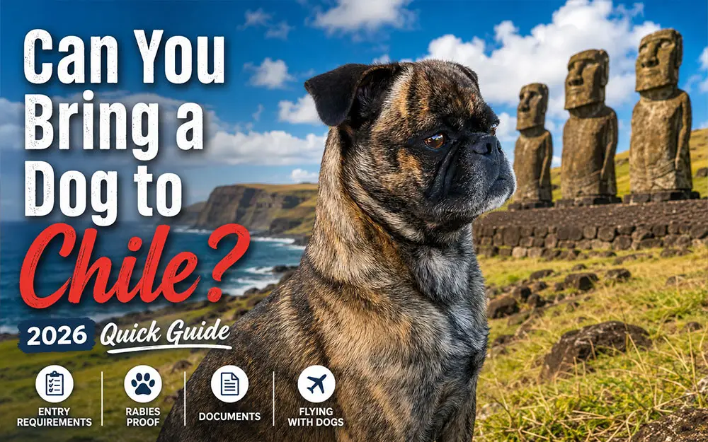 Picture of Beckham the golden brindle pug standing in front of the statues on Easter Island Chile