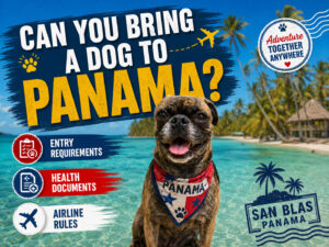Beckham the pug on the beach in San Blas Panama