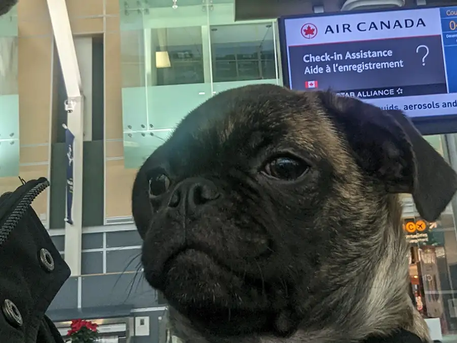 Beckham getting ready to fly with Air Canada