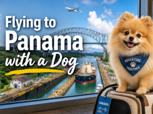 Little Pomeranian dog sitting on a dog carrier overlooking the Panama Canal