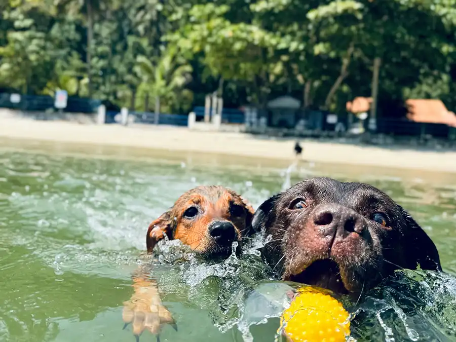two dogs playing in the ocean