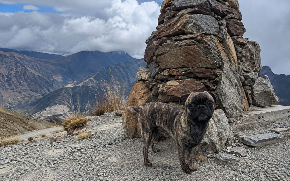 picture of Beckham the pug in front of the stone monument at Pico El Águila in Venezuela
