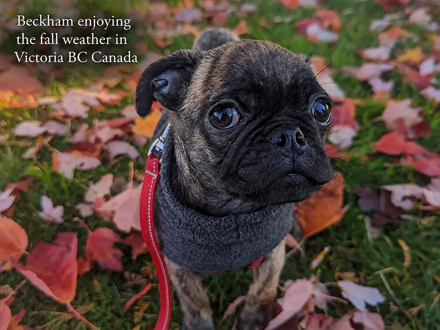 Beckham playing in the leaves, victoria bc canada