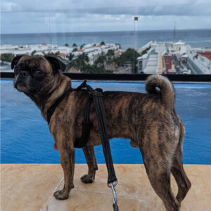 Mexico Dog Travel Guide 2026