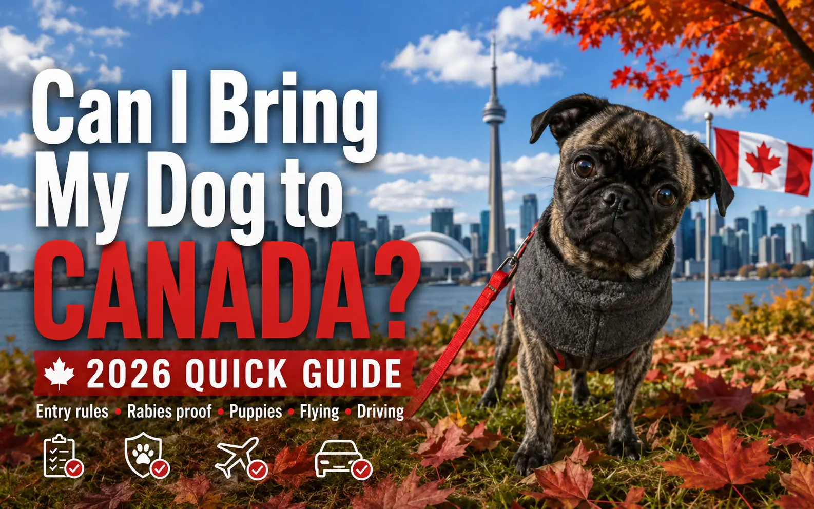 Brindle pug named Beckham in front of a Canadian skyline