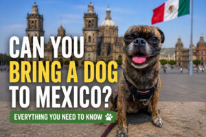 brindle pug sitting in front of a Mexican cathedral