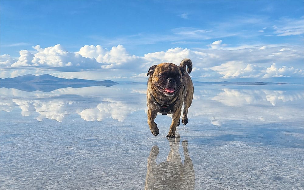 Picture of Beckham the brindle pug at the salt flats in Bolivia