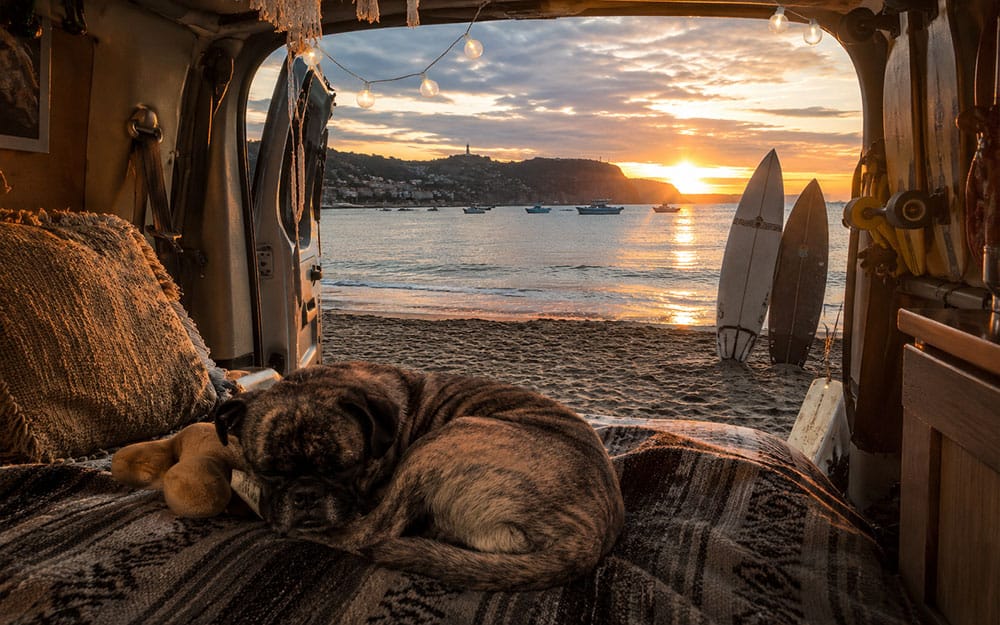 picture of Beckham the brindle pug sleeping in a camper van in surfers paradise San Juan del Sur Bay Nicaragua