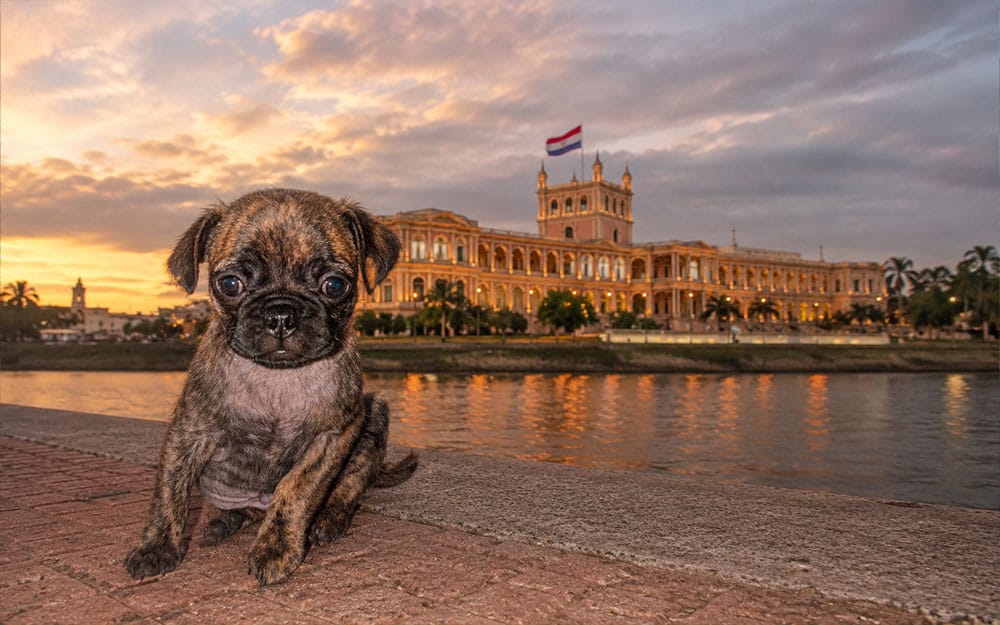 picture of Beckham the brindle pug standing across from the Palacio de López in Paraguay