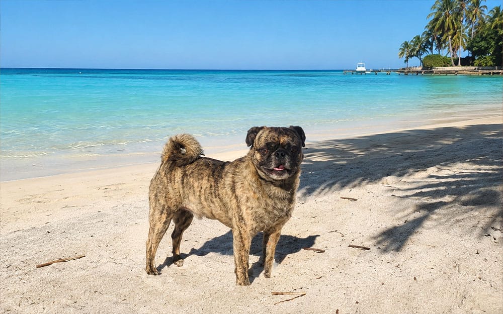 Beckham the brindle pug playing on the beach in Honduras with the turquoise waters behind him