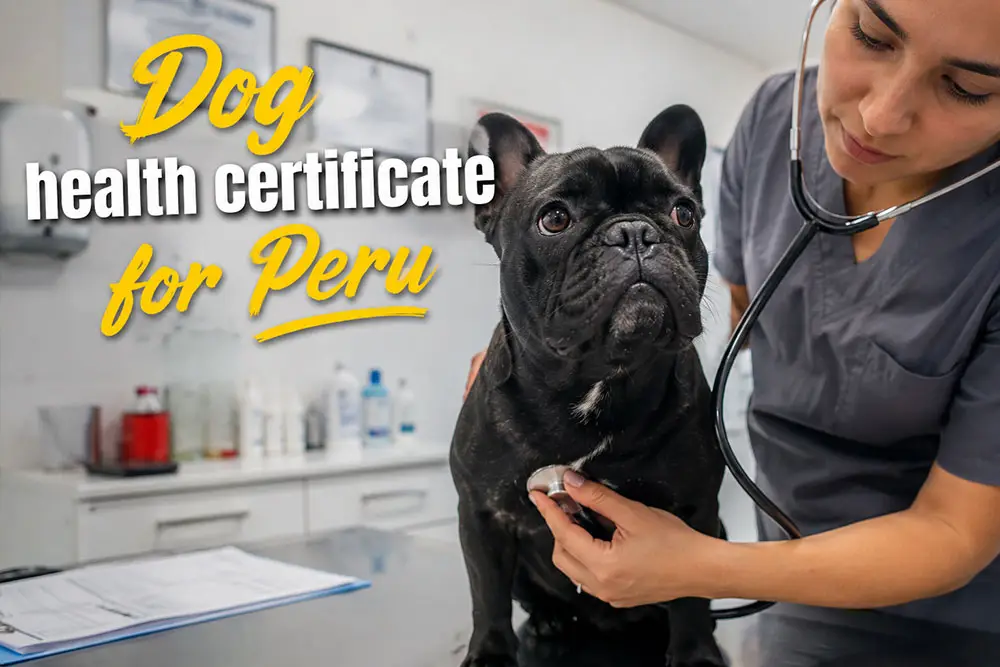 picture of a boston terrier getting a vet exam to go to Peru