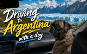 Beckham the brindle pug in the passenger seat looking at the Perito Moreno Glacier on Ruta 40 in Argentina.