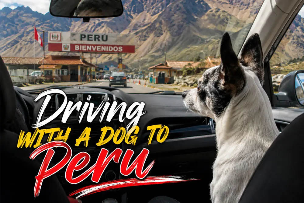 Picture of a rat terrier looking out the front window of a car at the border crossing in Peru