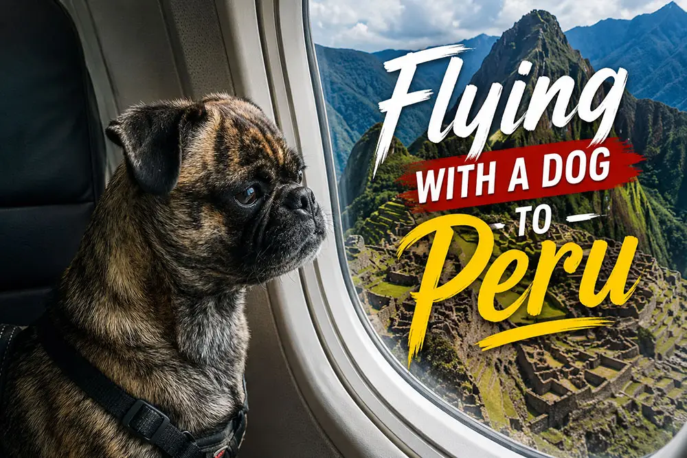 Picture of a brindle pug named Beckham looking out the aircraft window at the mountains of Peru