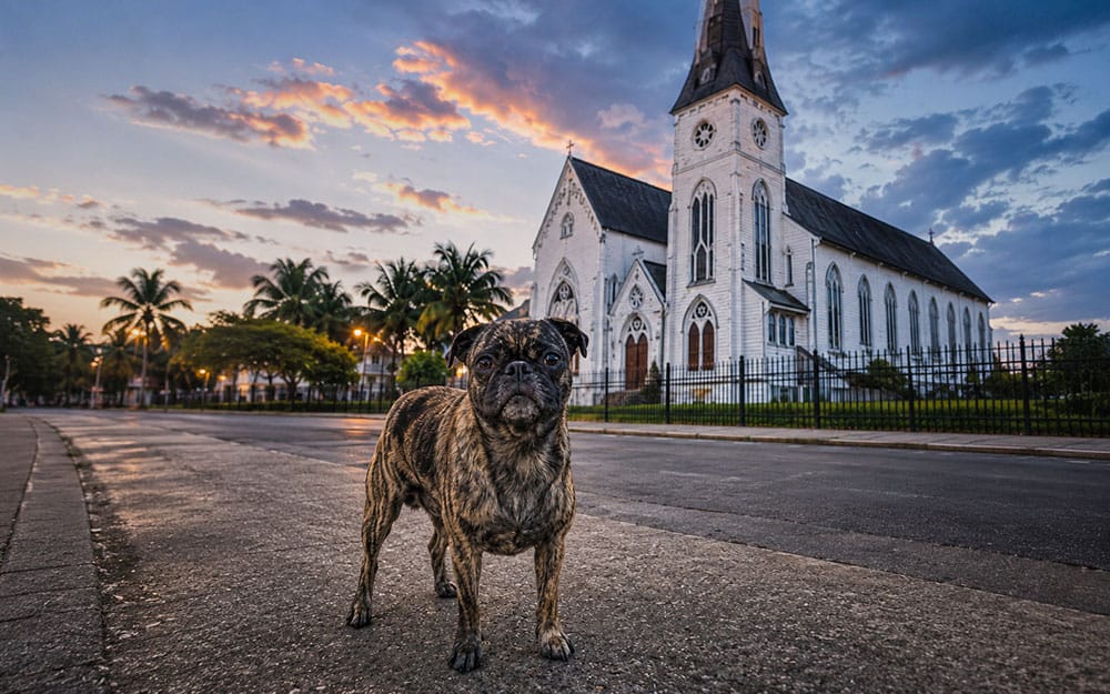 picture of a brindle pug in front of St. George's Anglican Cathedral in Georgetown Guyana