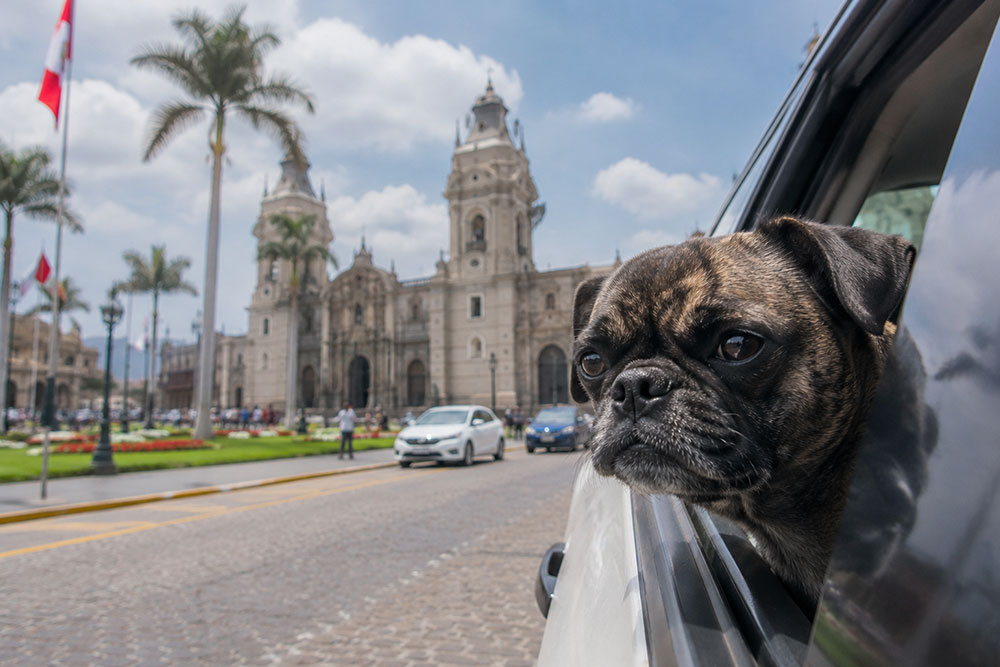 Picture of Beckham the brindle pug looking out a car window while driving through Peru