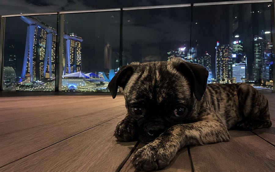 picture of a pug lying down on a condo balcony looking over the Singapore skyline at night