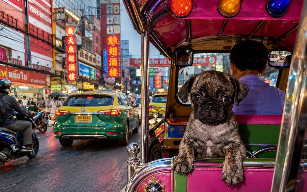 Beckham the brindle pug riding in a tuk tuk in Bangkok Thailand
