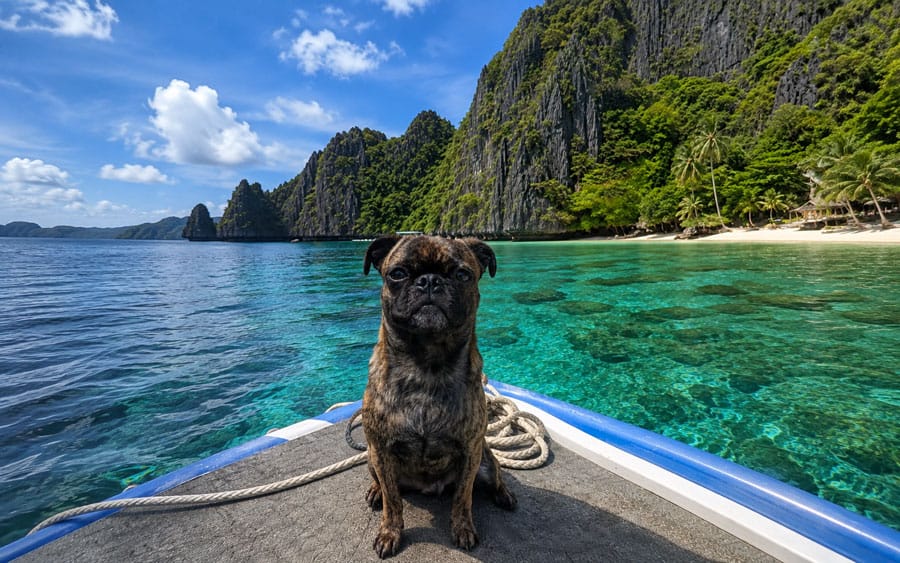 Picture of Beckham the golden brindle pug on a paddleboard in the Philippines