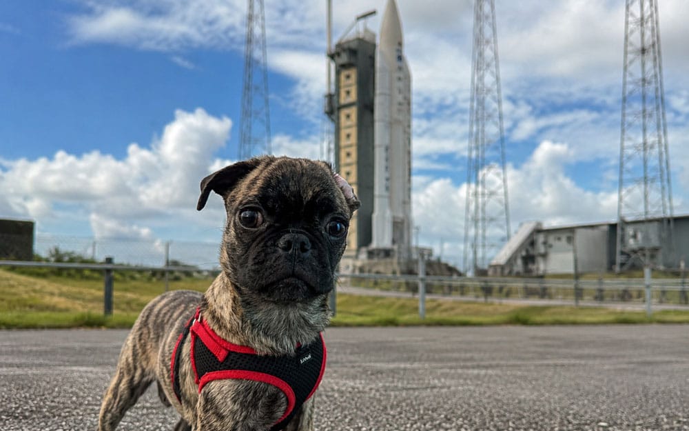 Beckham the brindle pug standing in front of the space center in French Guiana