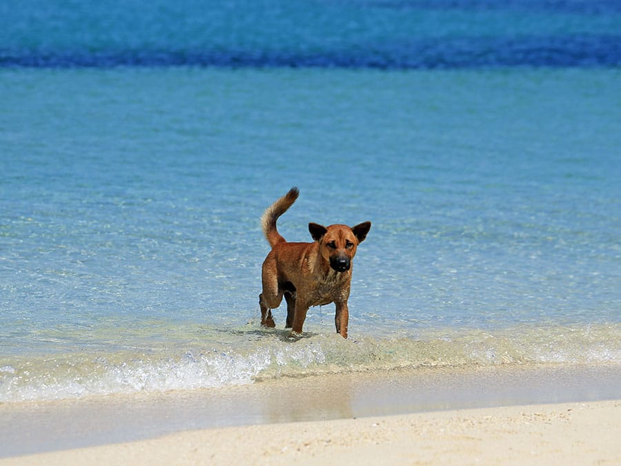 dog playing on a beach in Indonesia
