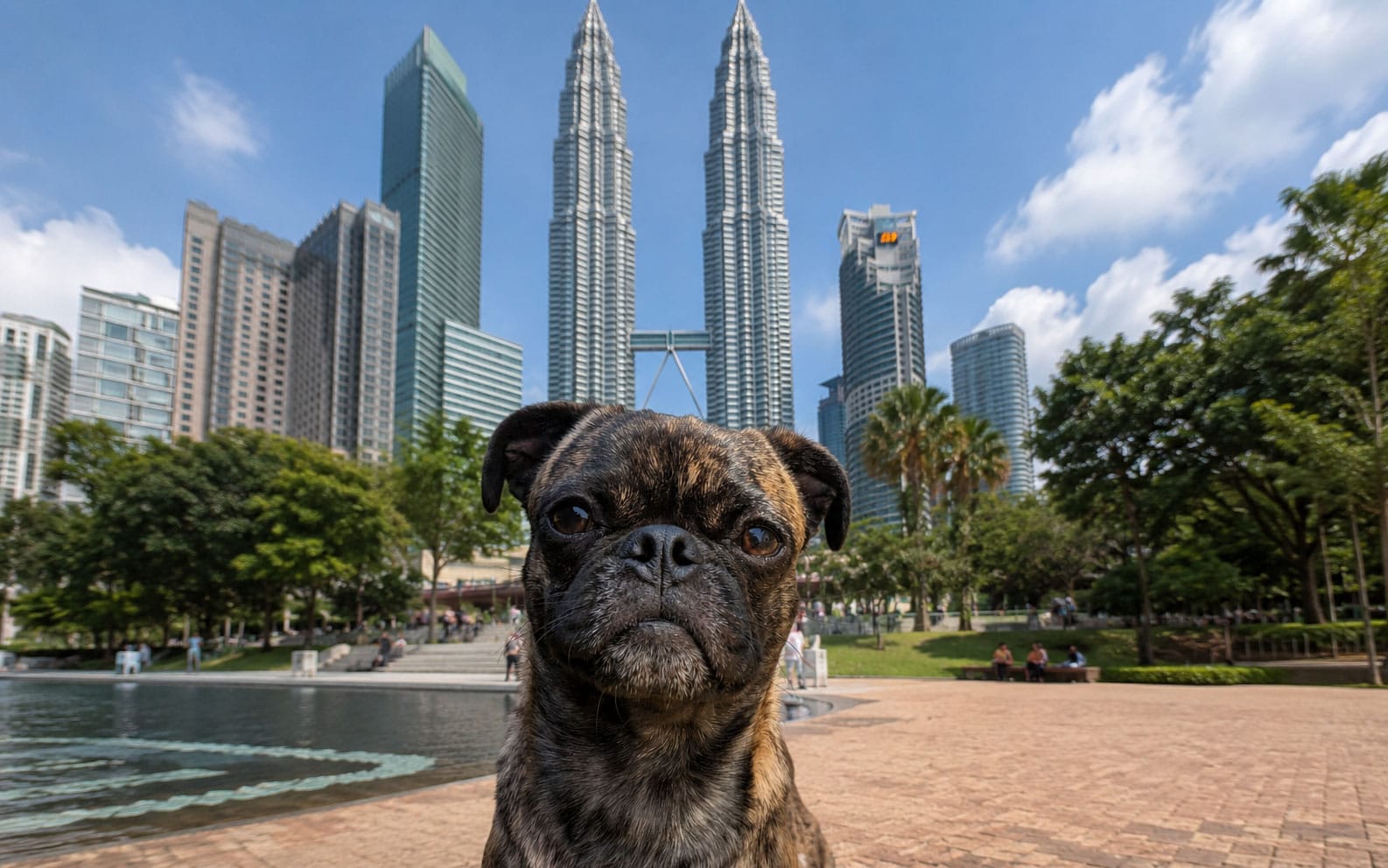 Picture of Beckham the brindle pug in front of the Kuala Lumpur skyline