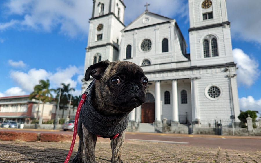 Beckham the pug in front of a church in Georgetown, Suriname.